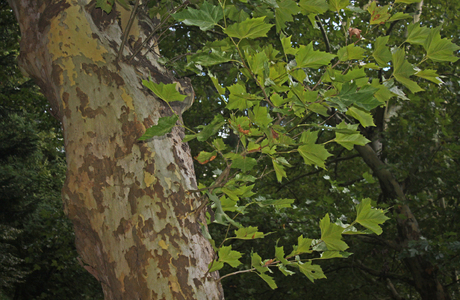 Platane (Platanus x hispanica)
